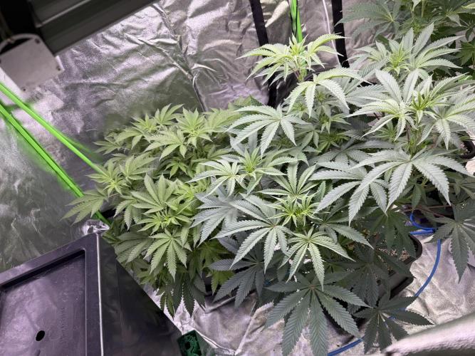 Cali-Octane & Tangie land. Week 12