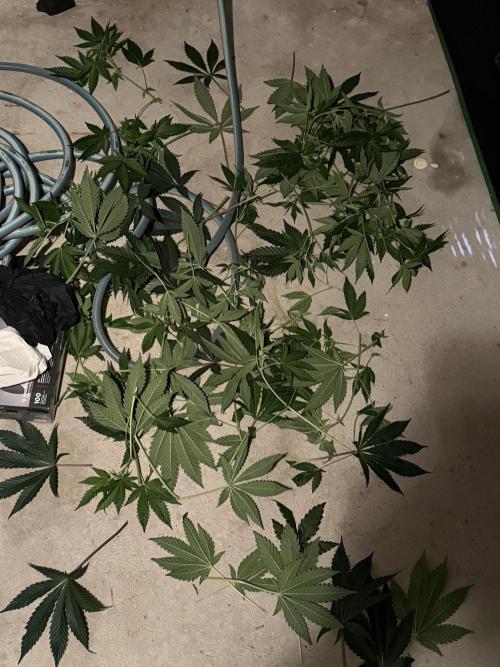 Cali-Octane & Tangie land. Week 13