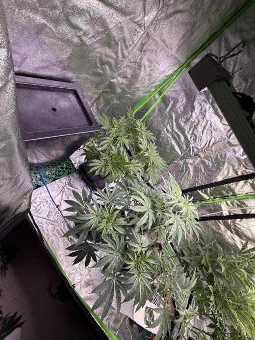 Cali-Octane & Tangie land. Week 13