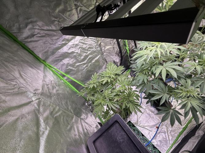 Cali-Octane & Tangie land. Week 13