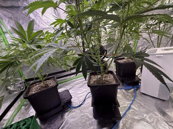 Cali-Octane & Tangie land. Week 13