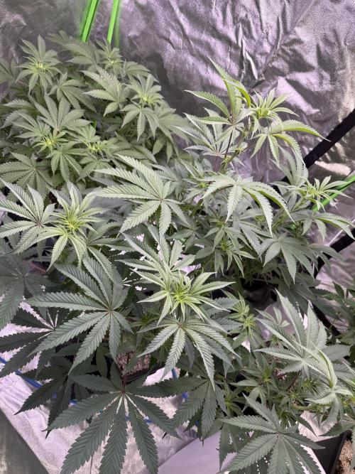 Cali-Octane & Tangie land. Week 14