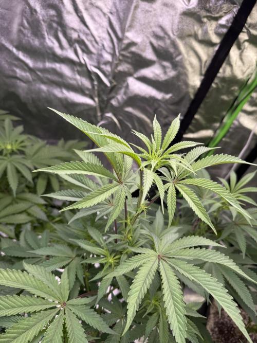 Cali-Octane & Tangie land. Week 14