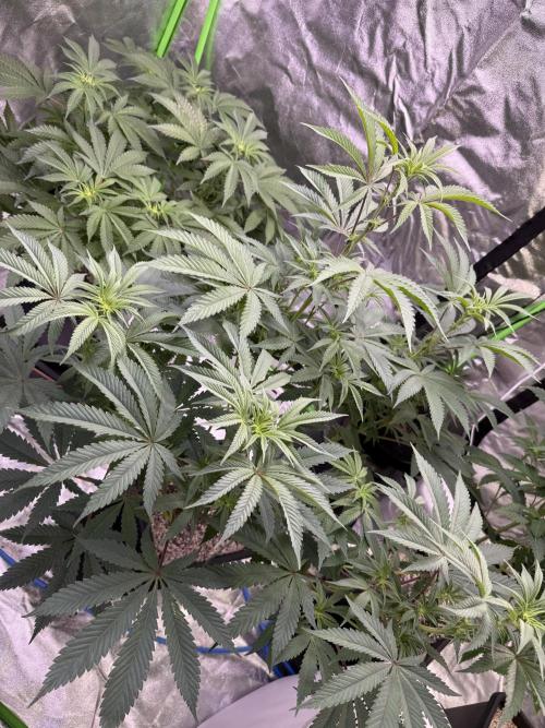 Cali-Octane & Tangie land. Week 14