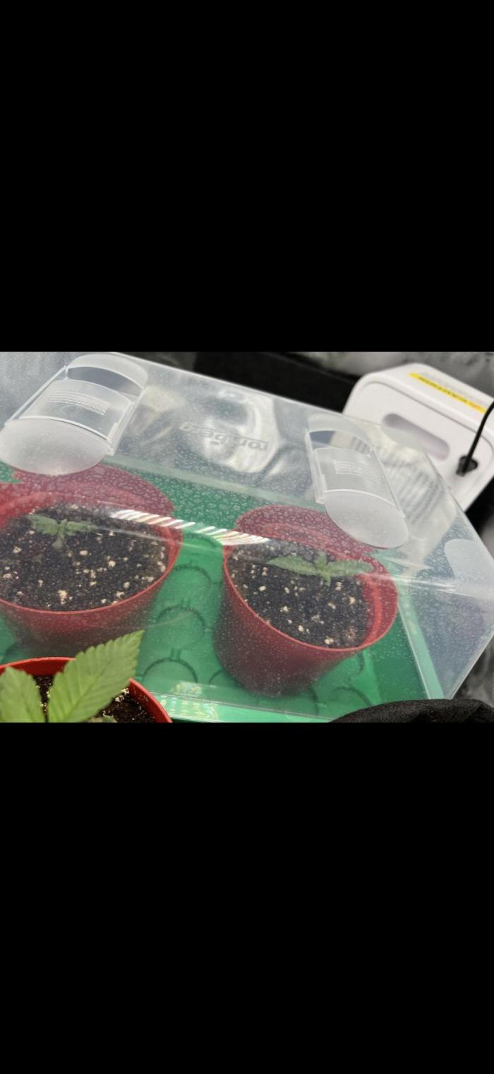 Sundae Driver good Pheno. Week 0