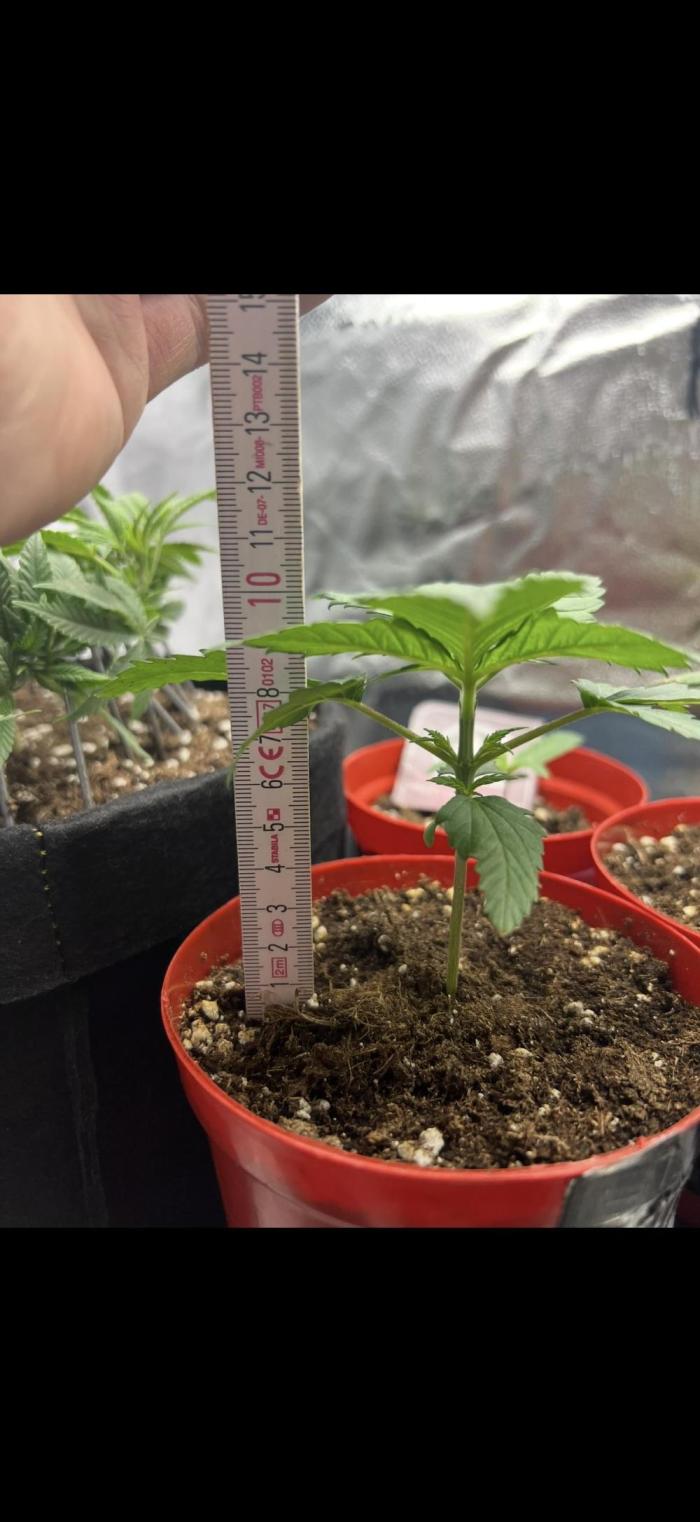 Sundae Driver good Pheno. Week 1