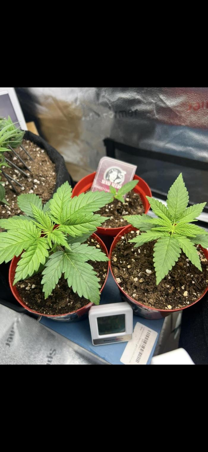 Sundae Driver good Pheno. Week 2