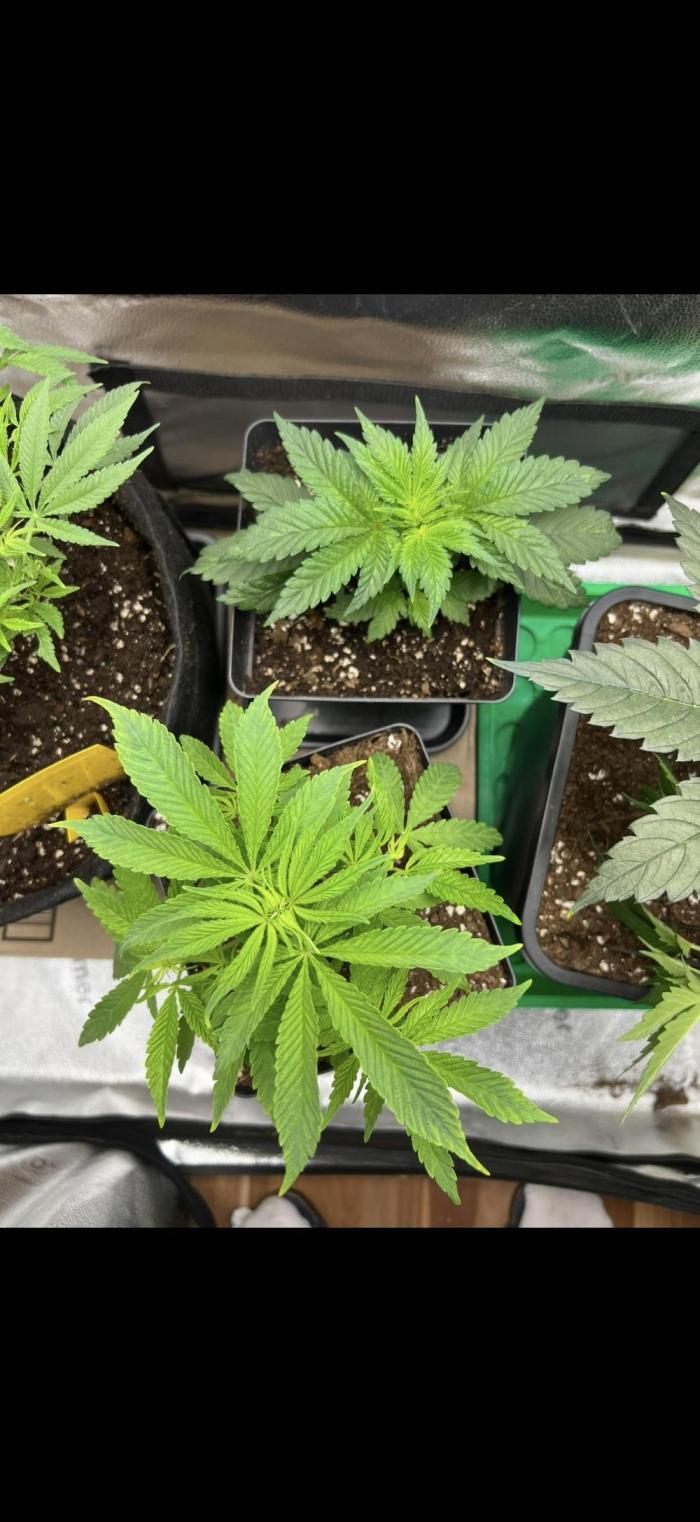 Sundae Driver good Pheno. Week 3 - Overwatered :(