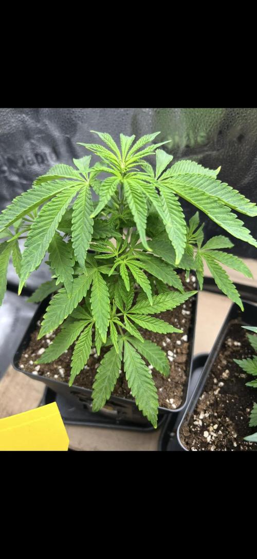 Sundae Driver good Pheno. Week 4