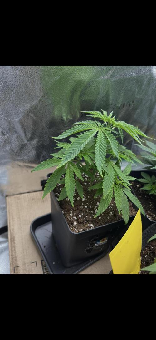 Sundae Driver good Pheno. Week 4