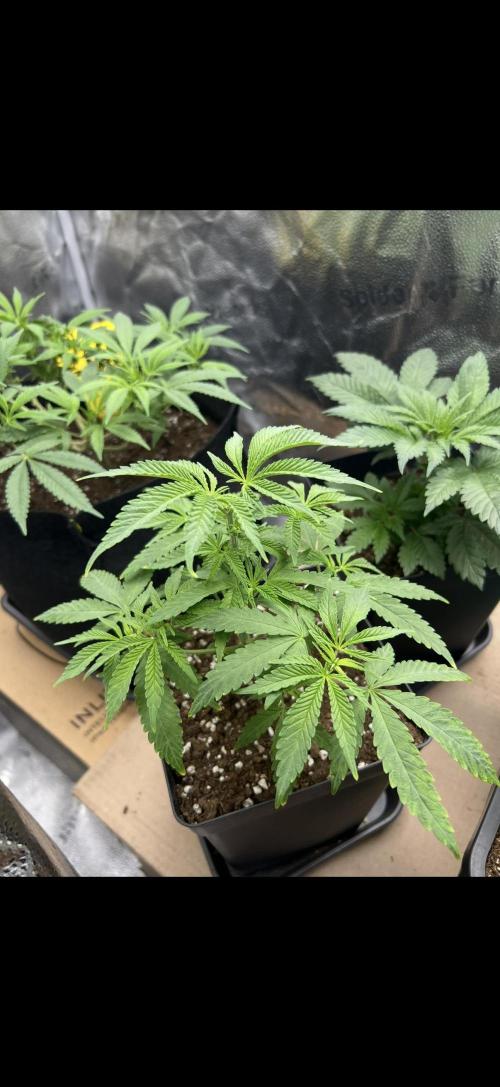 Sundae Driver good Pheno. Week 5