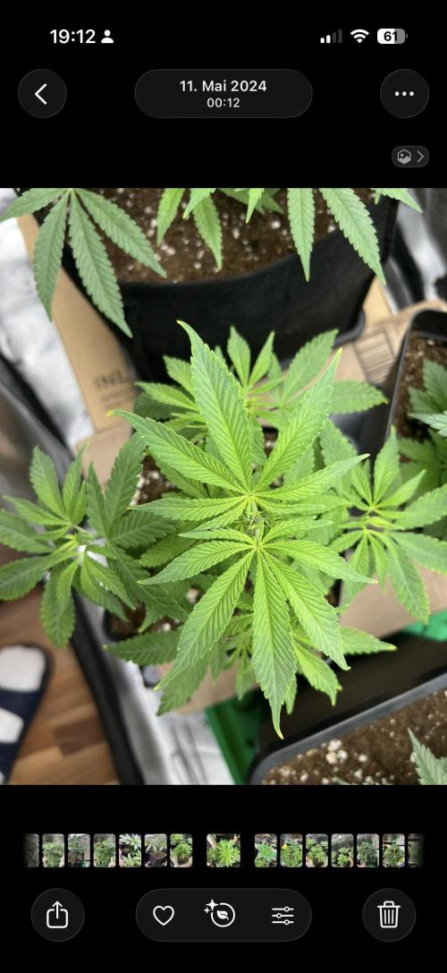 Sundae Driver good Pheno. Week 5