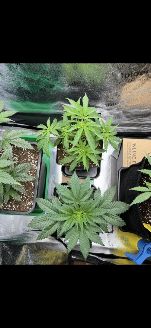 Sundae Driver good Pheno. Week 5