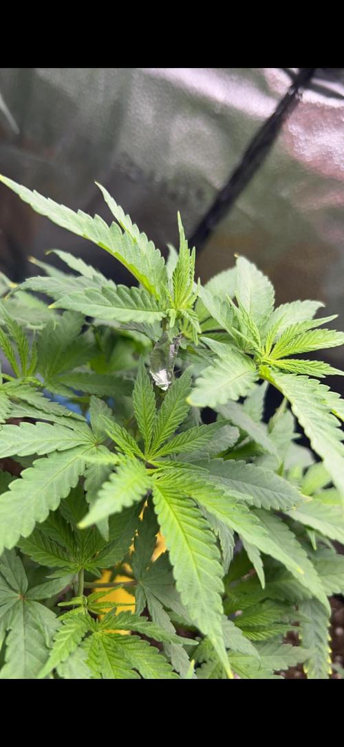 Sundae Driver good Pheno. Week 5