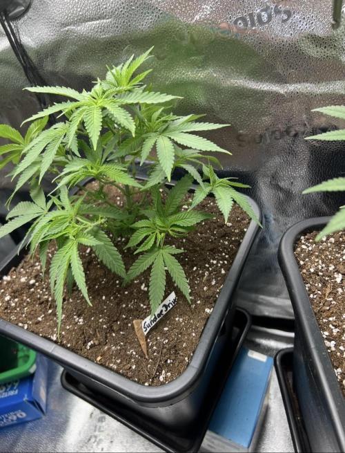 Sundae Driver good Pheno. Week 6