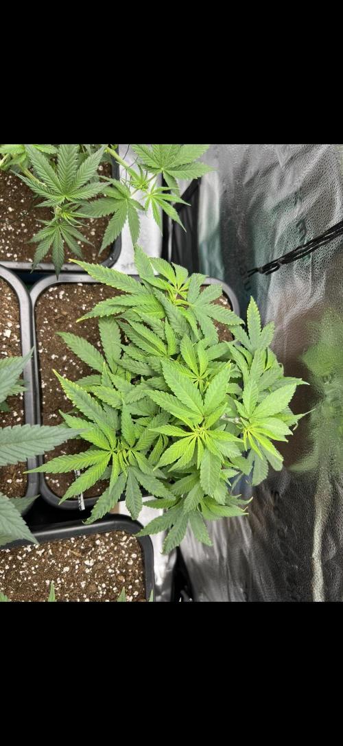 Sundae Driver good Pheno. Week 6