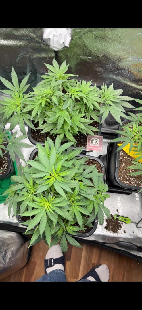 Sundae Driver good Pheno. Week 7