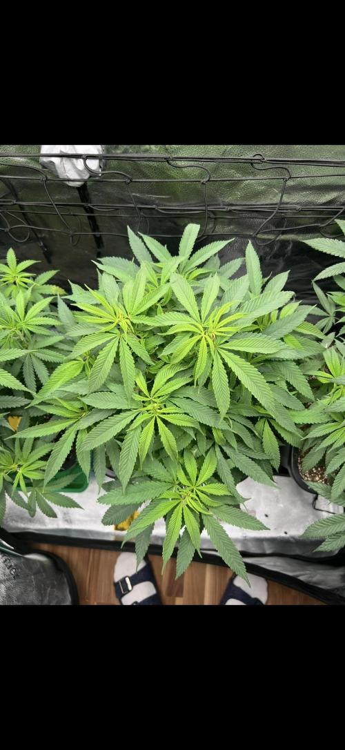 Sundae Driver good Pheno. Week 7