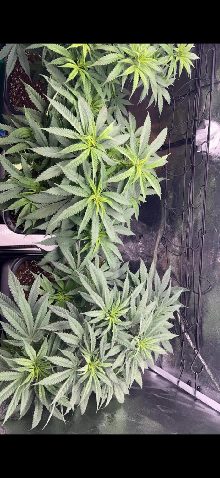 Sundae Driver good Pheno. Week 8