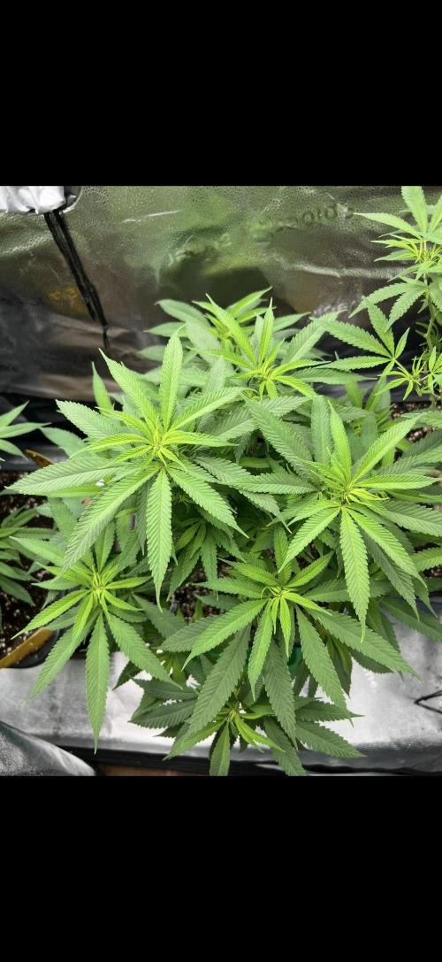 Sundae Driver good Pheno. Week 9