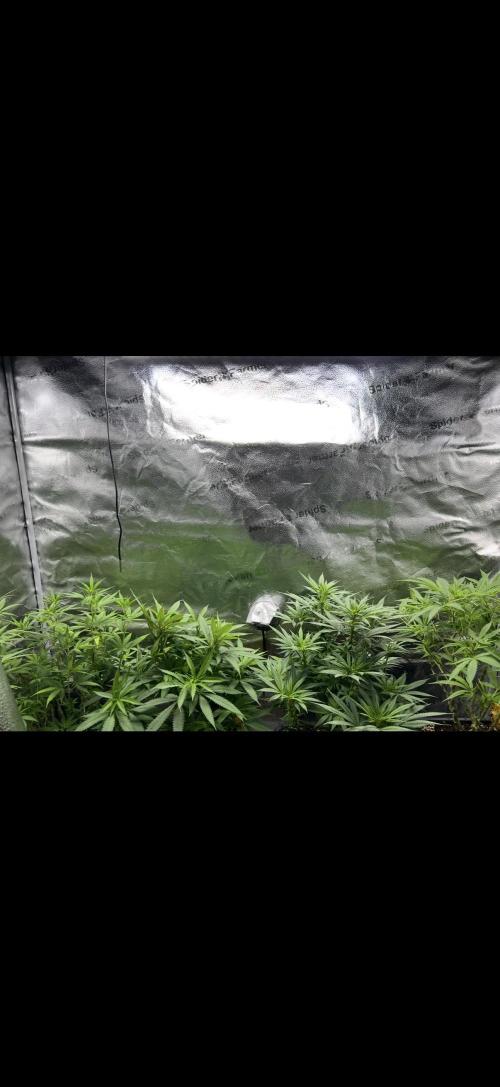 Sundae Driver good Pheno. Week 9