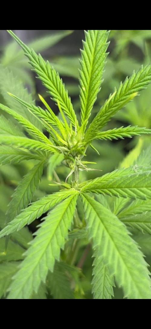 Sundae Driver good Pheno. Week 9