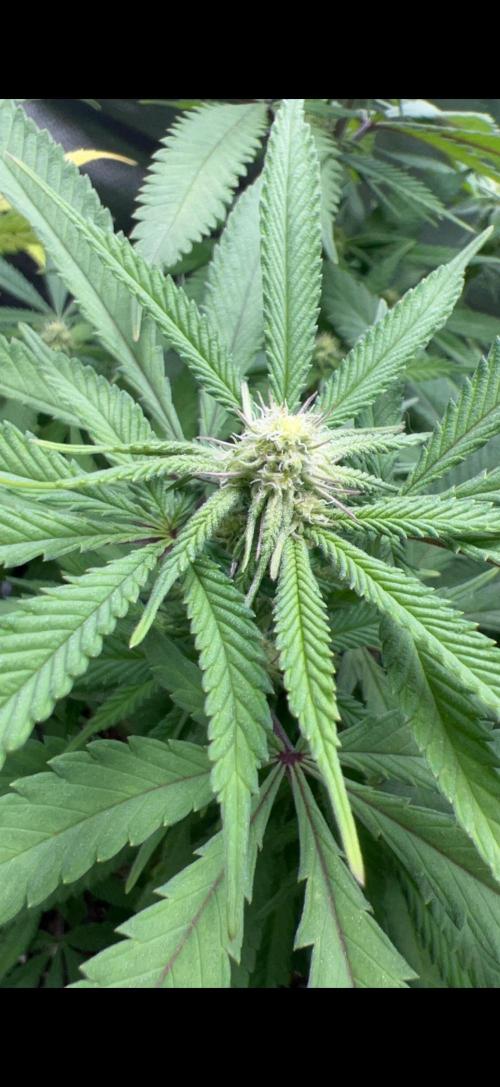 Sundae Driver good Pheno. Week 10