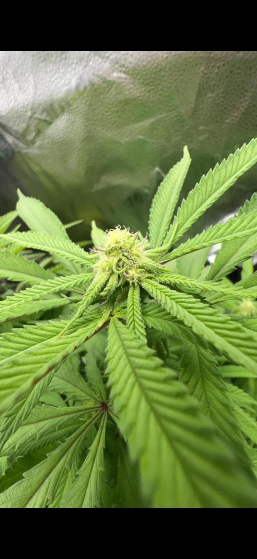 Sundae Driver good Pheno. Week 10