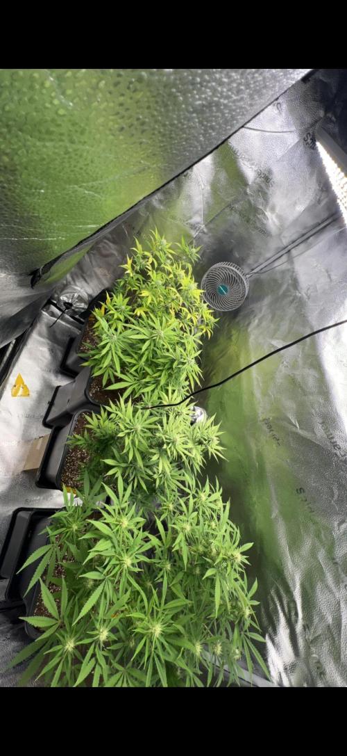 Sundae Driver good Pheno. Week 11