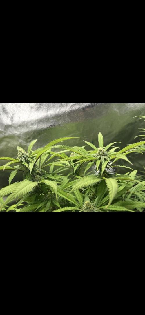 Sundae Driver good Pheno. Week 11