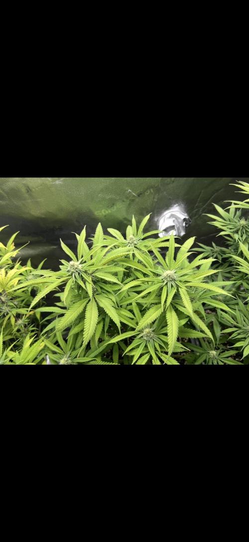 Sundae Driver good Pheno. Week 12