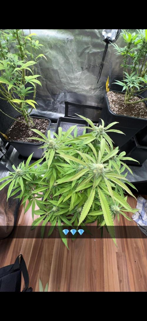 Sundae Driver good Pheno. Week 12