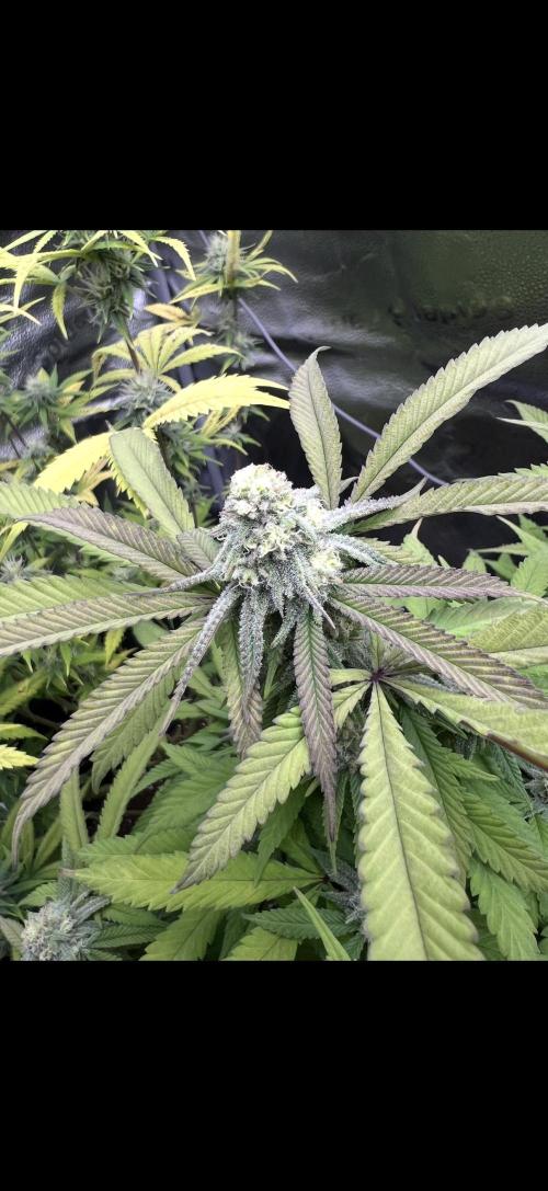 Sundae Driver good Pheno. Week 13