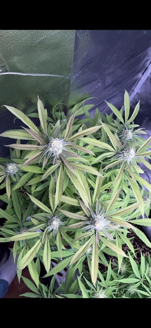 Sundae Driver good Pheno. Week 13