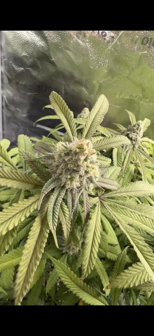 Sundae Driver good Pheno. Week 14