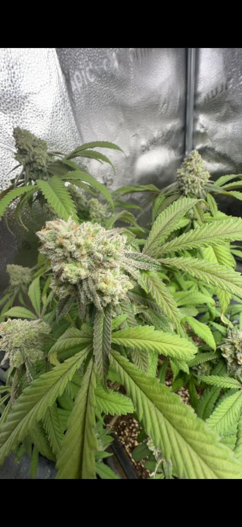 Sundae Driver good Pheno. Week 14