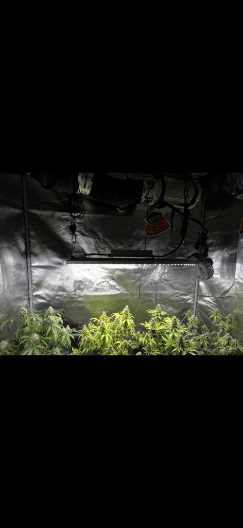 Sundae Driver good Pheno. Week 14