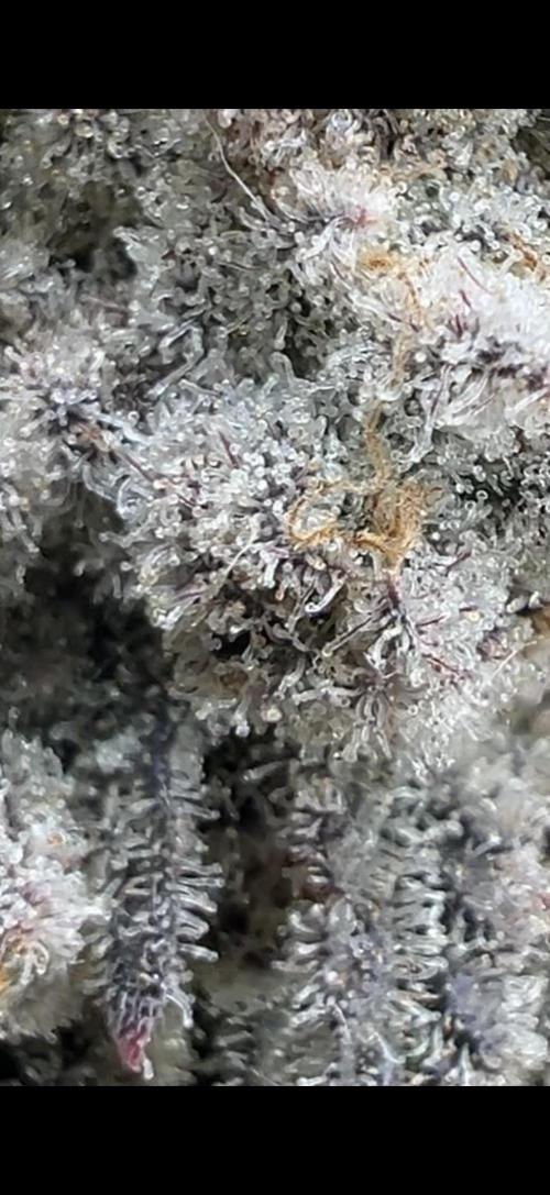 Sundae Driver good Pheno. Week 15