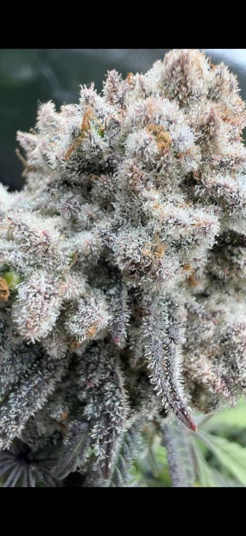 Sundae Driver good Pheno. Week 15