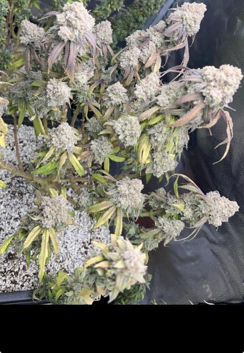 Sundae Driver good Pheno. Week 16