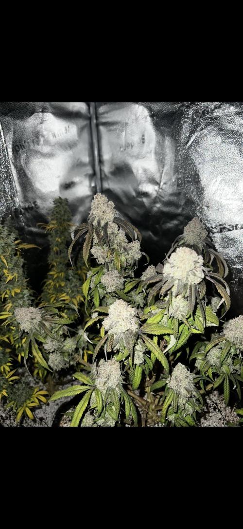 Sundae Driver good Pheno. Week 16