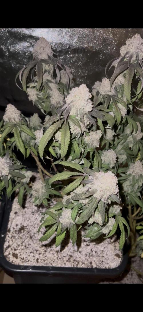 Sundae Driver good Pheno. Week 16