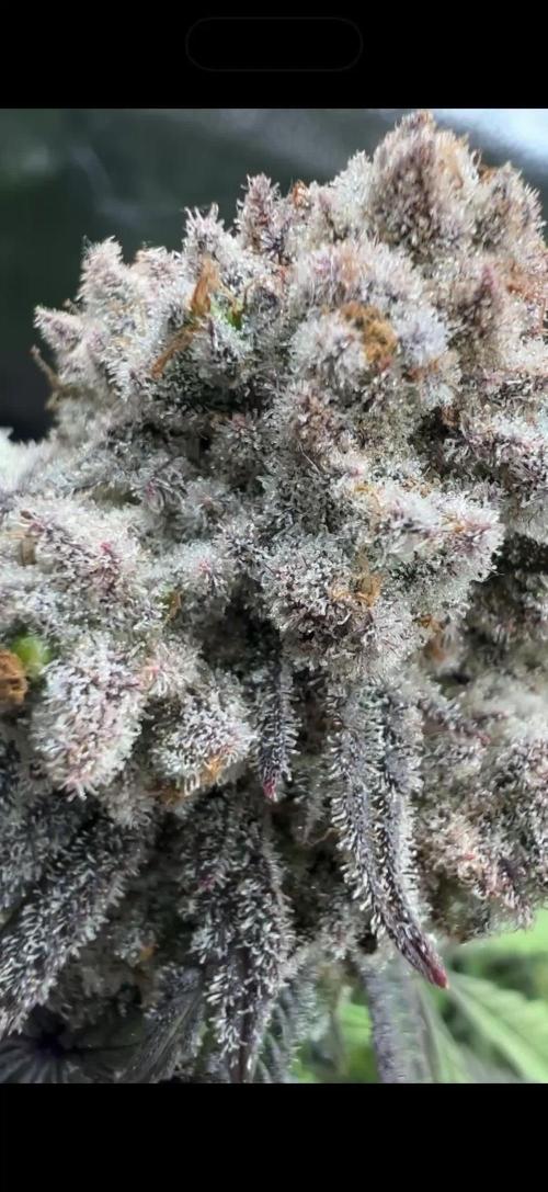 Sundae Driver good Pheno