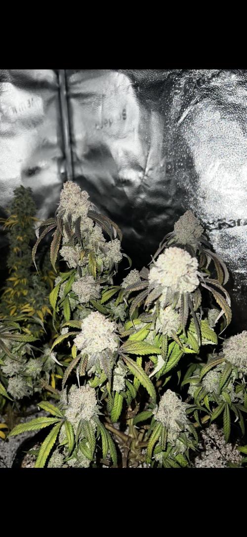 Sundae Driver good Pheno. Week 16