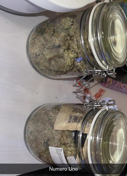 Sundae Driver good Pheno. Week 17