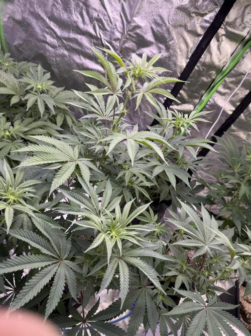 Cali-Octane & Tangie land. Week 15