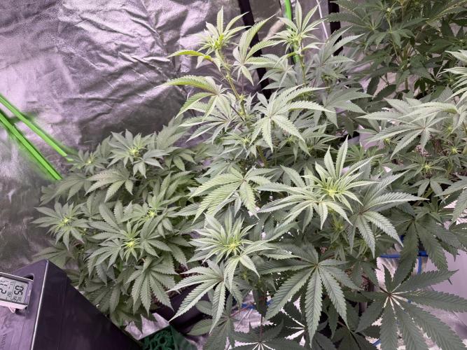 Cali-Octane & Tangie land. Week 15