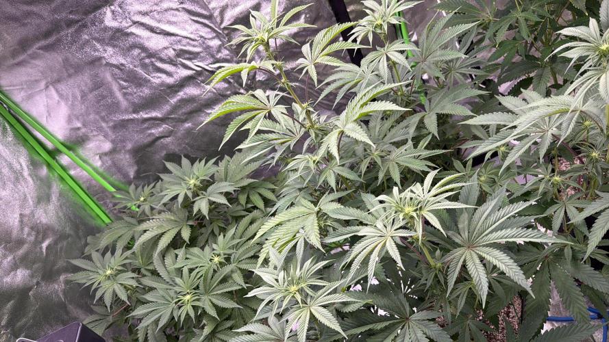 Cali-Octane & Tangie land. Week 15