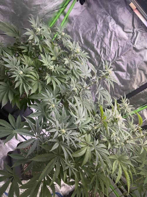 Cali-Octane & Tangie land. Week 16