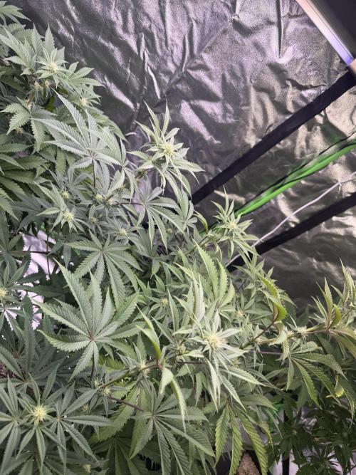 Cali-Octane & Tangie land. Week 16